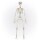 Deko Skelett 90 cm