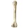 Steinzeit Knochen Neandertaler Skelettknochen 39 cm